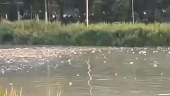 რა დააფიქსირა კამერამ თბილისში, მტკვარში?